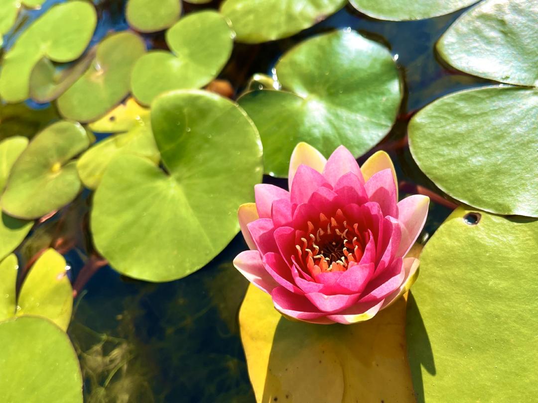 Nénuphar