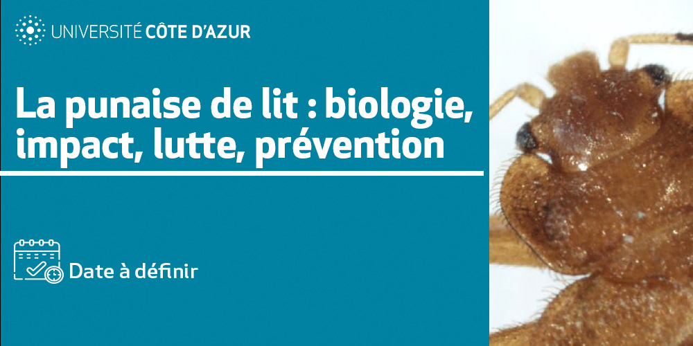 Formation courte punaise de lit 