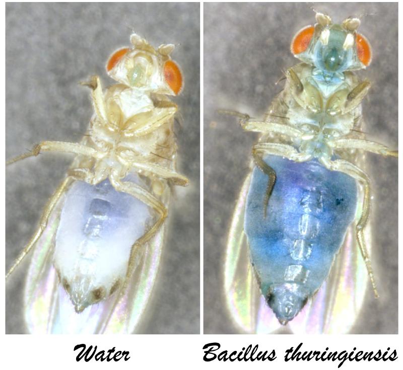 Evaluation of the Intestinal permeability thanks to the Smurf test: (A)In control animal, the blue dye remains constrained within the intestine.(B)In the Bt contaminated animal, the Blue dye diffuse through the intestinal lining.The fly looks like a Smurf