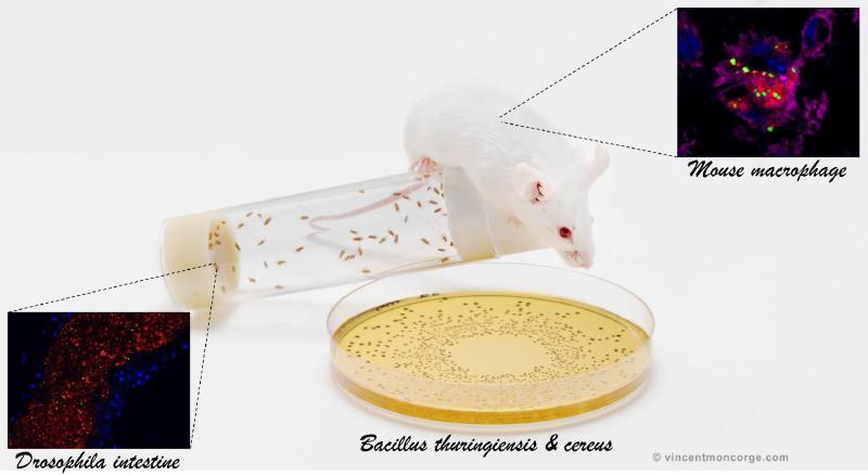 Souris et macrophage de souris ainsi que Drosophiles 