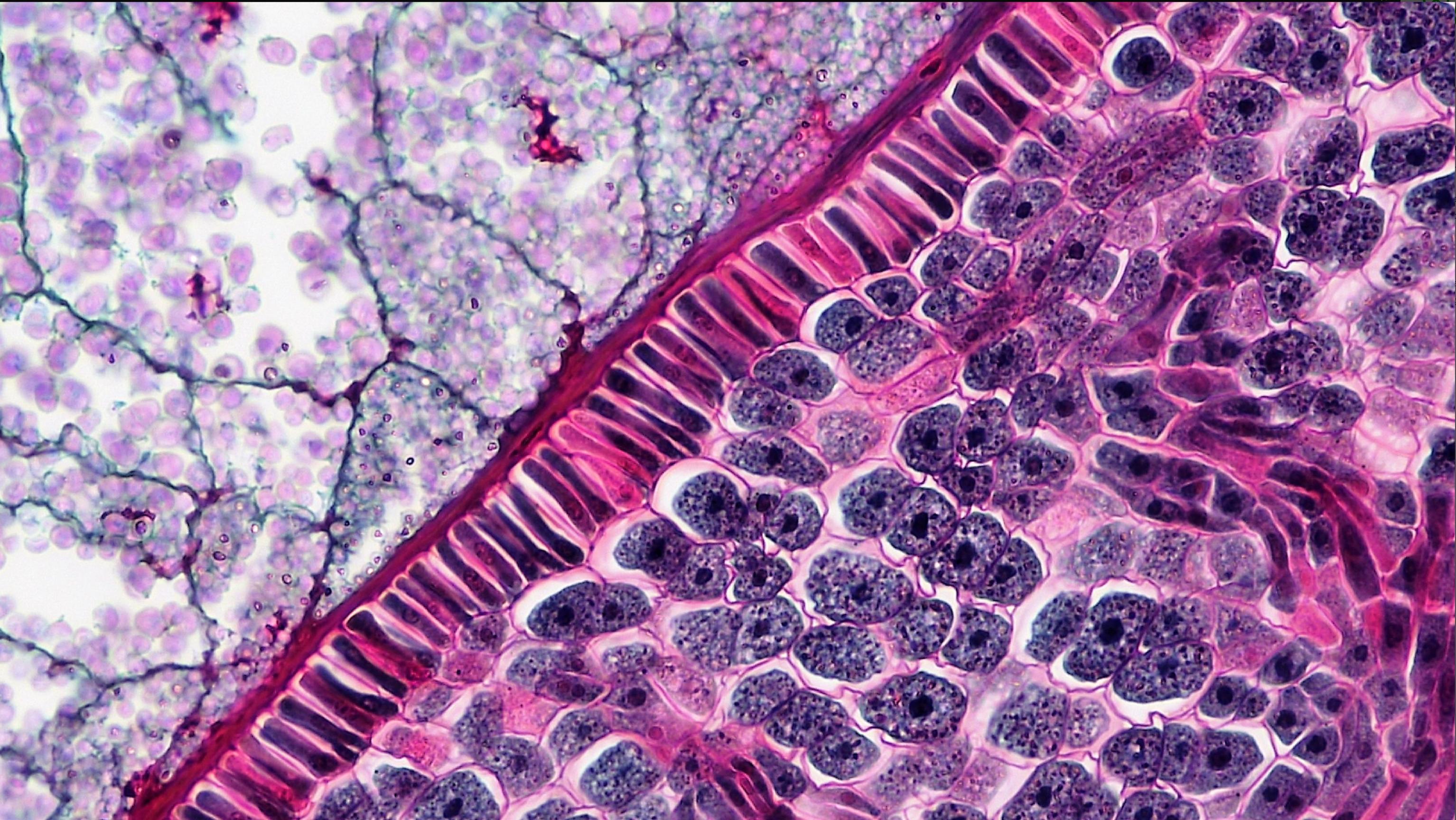 From epithelial tissue folding to plant cell wall