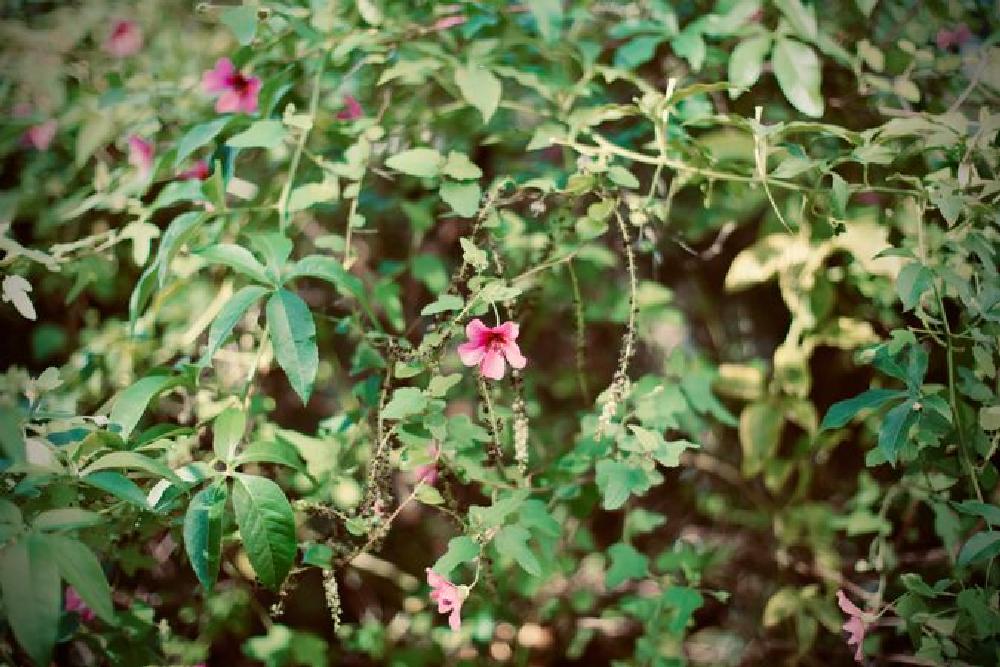 Concours photo biodiversité