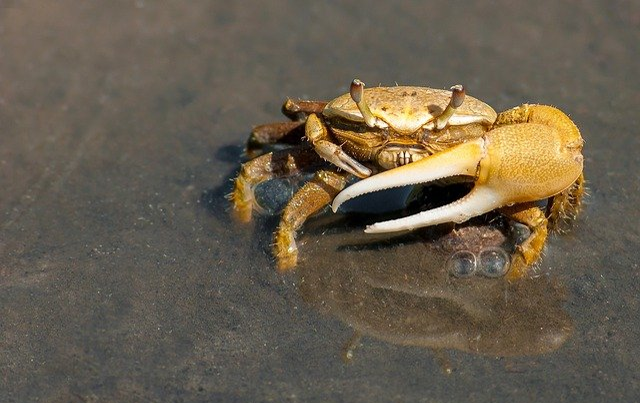 Crabe avec pince asymetrique