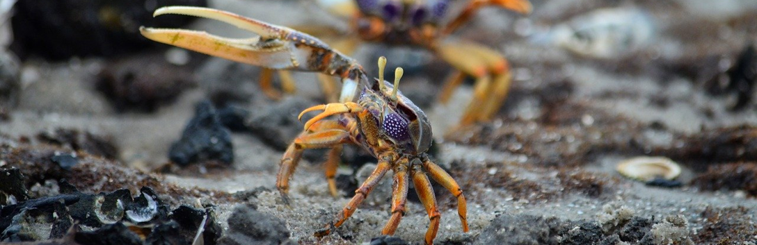 Crabe violoniste, exemple d'asymétrie dans le règne animal.