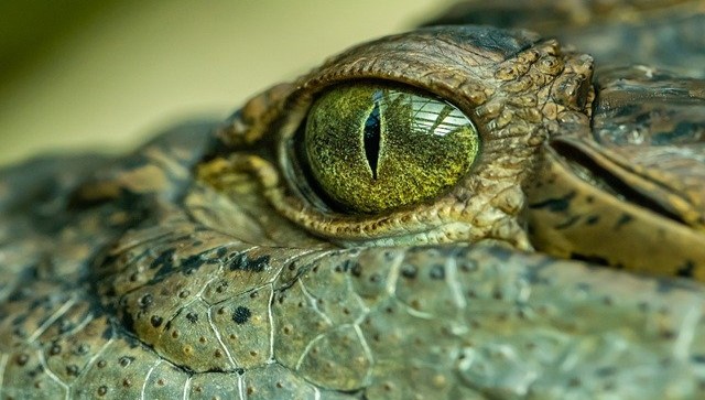 Image oeil de crocodile