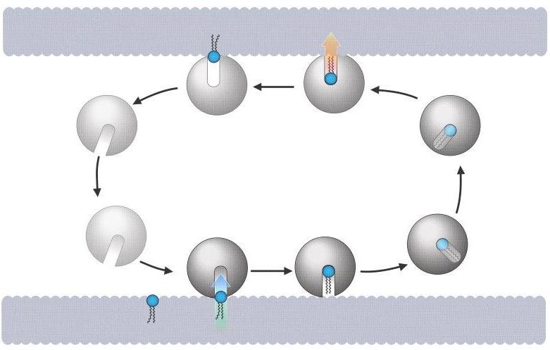 LIPID TRANSPORT DRIN