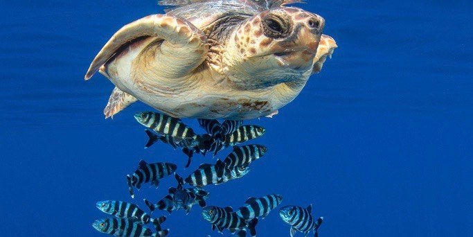 tortue de mer nageant avec des poissons
