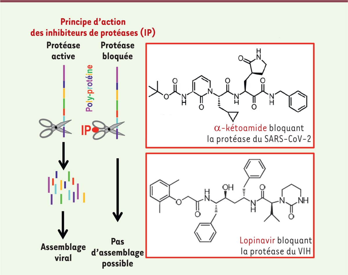 Principe d’action des inhibiteurs des protéases et comparaison des structures chimiques de deux inhibiteurs de protéases virales : le lopinavir et un α-kétoamide.