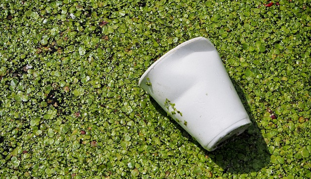 Image d'un gobelet en plastique dans la rivière