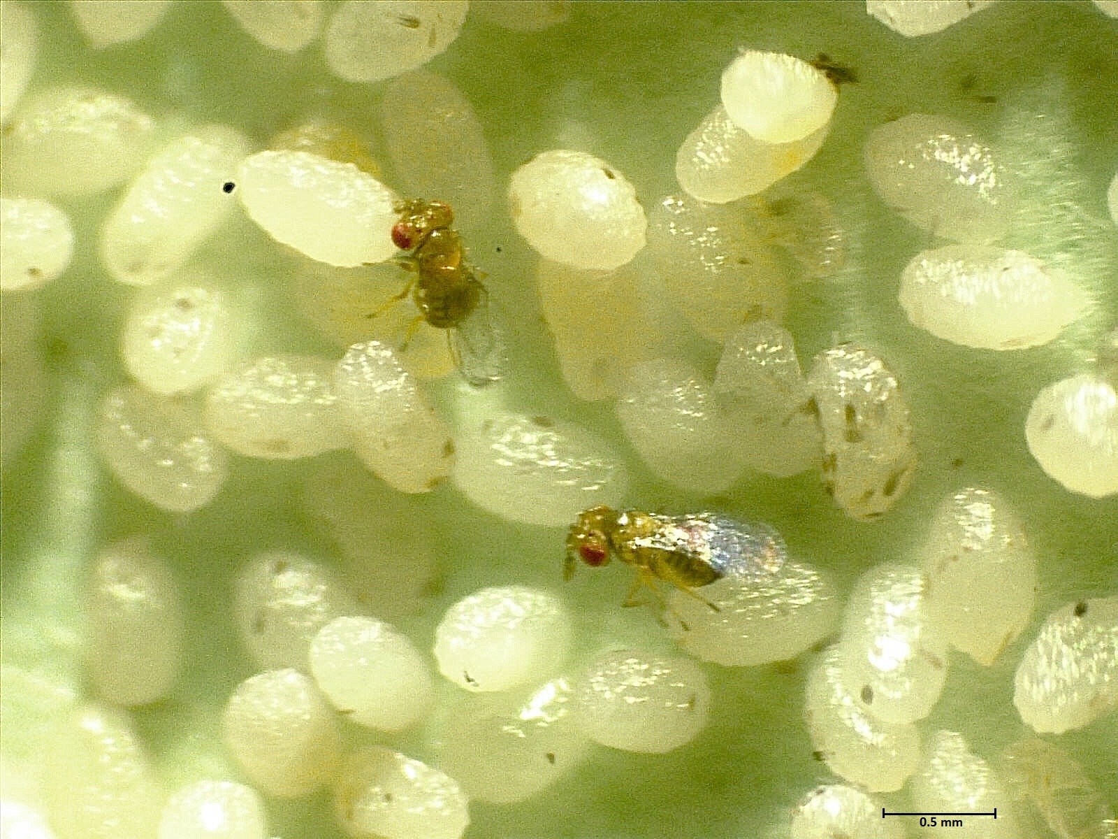 Deux femelles trichogrammes (espèce T. cordubensis) en train de parasiter des petits œufs de papillon 