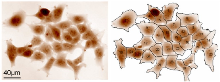     Non-invasive live cell cycle monitoring using quantitative phase imaging for innovative in vitro toxicological studies