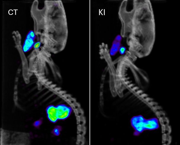Single Photon Emission Computed Tomography (SPECT) imaging of live mouse using Iodide-123 for analysis of thyroid disruptor effects
