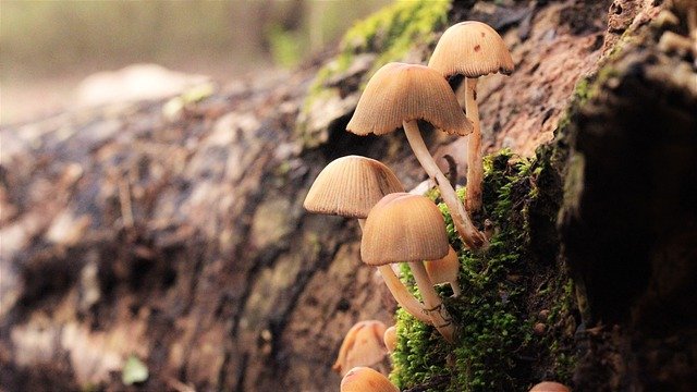 Champignons sur un tronc d'arbre