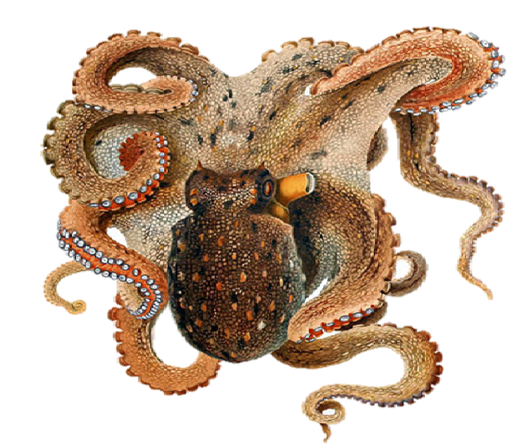 Octopus vulgaris ,(Cuvier, 1797)