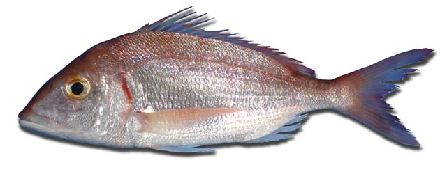 Pagellus erythrinus (Linnaeus, 1758)