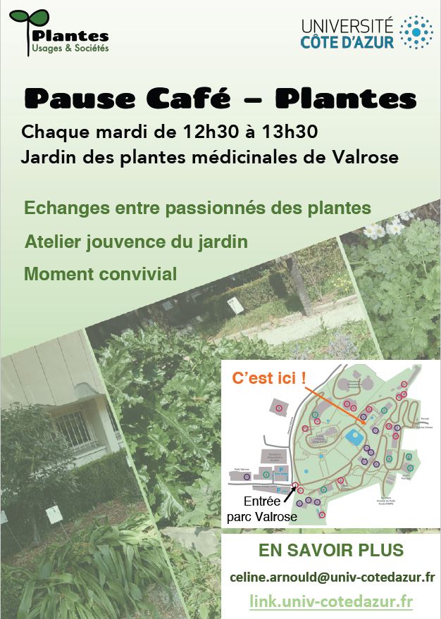 café - plantes