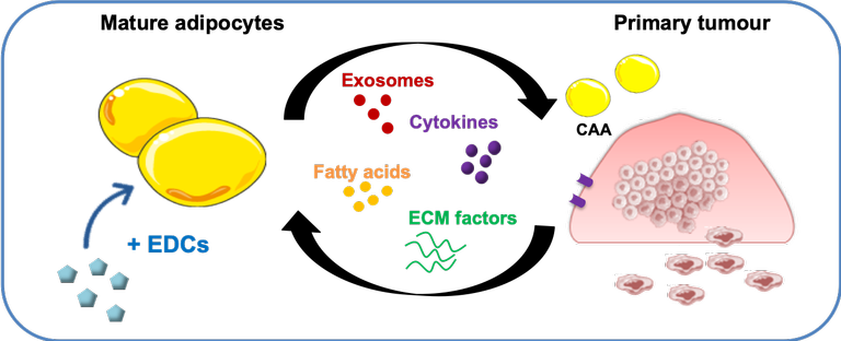 What is the impact of Endocrine Disrupting Chemicals (EDCs) on adipocyte secretome and prostate cancer cell proliferation?