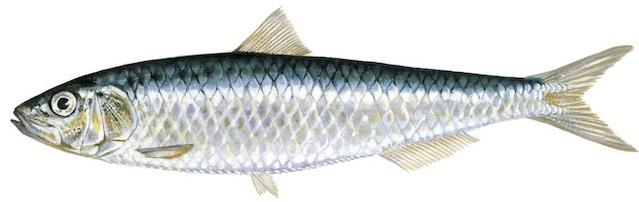 Sardina pilchardus, (Walbaum, 1792)