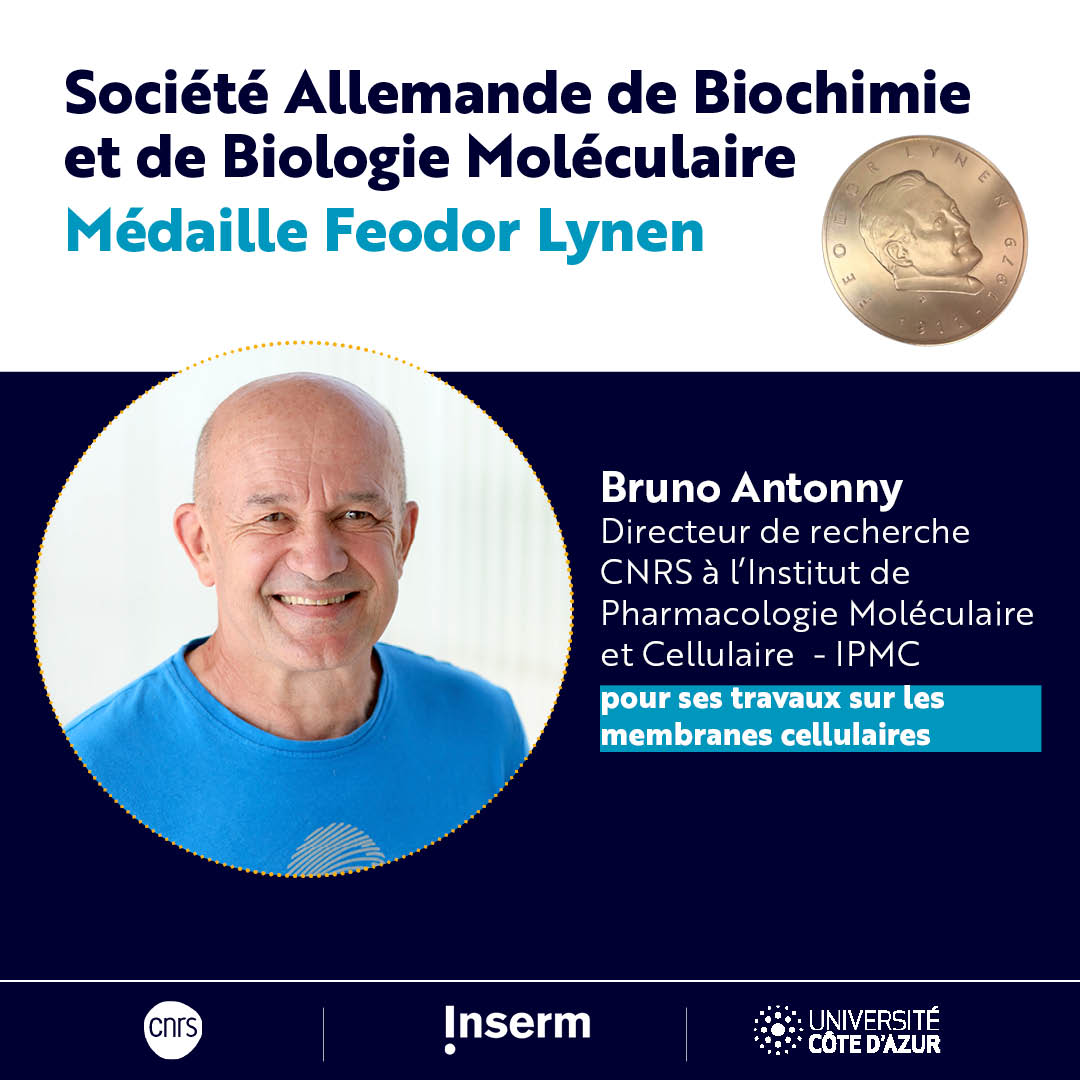 Template Antonny
