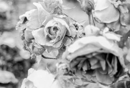 12 - La rose, fleur emblématique de la parfumerie
