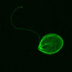 18 - Microtubules in the dinoflagellate Ostreopsis ovata