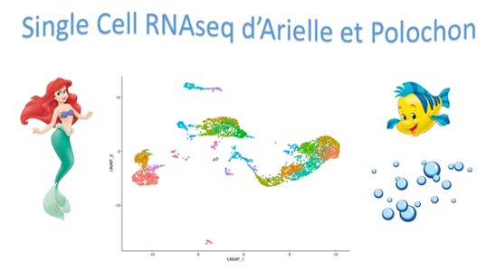 28 - Single Cell RNAseq d'Arielle et Polochon