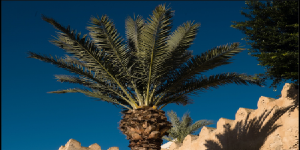 Palmier Tunisie
