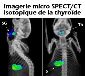 Imagerie isotopique micro SPECT/CT 
