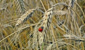 Epi de blé avec une coccinelle 